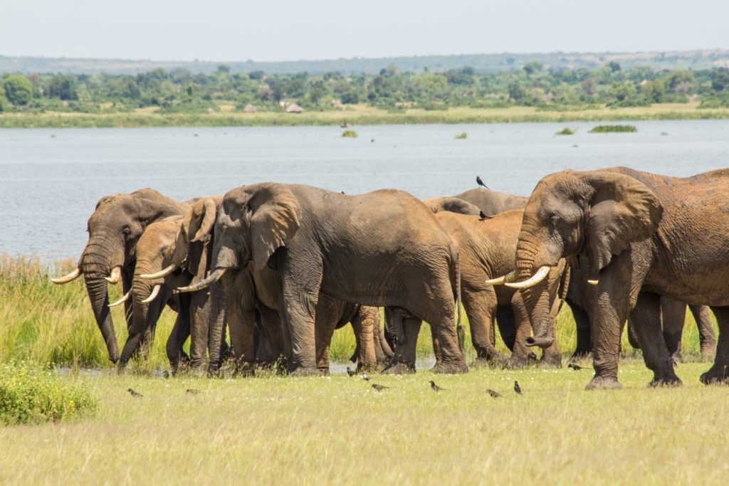 A view of giant African elephants, part of what to experience on your 15-day Murchison Falls safari and across Uganda tour.