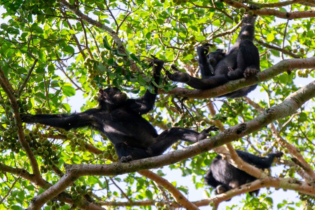 Chimpanzees foraging for food in Kyambura Gorge, one of the experiences to encounter on your 5-Day Murchison Falls and Queen Elizabeth Safari.